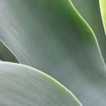 A green leaf, representative of our Little Pricks intramuscular injection menu